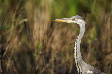 Portrait of heron