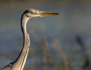 Portrait of heron in the lake