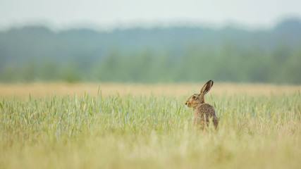 Hare zen