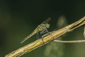 Green dragonfly on a branch