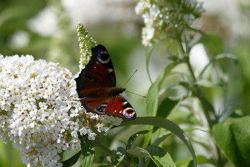 Tagpfauenauge/Aglais io auf weißem Schmetterlingsstrauch/Budleia