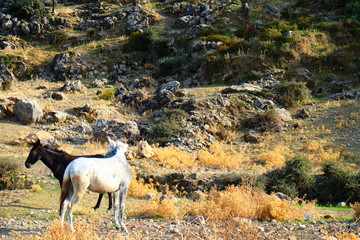 horse3