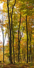 Beautiful panorama - beeches in the autumn forest, trees covered with colored leaves