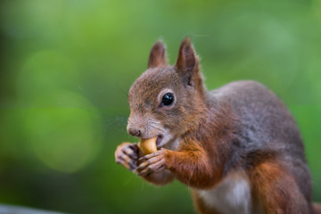 Eurasian Red Squirrel eating a nut.