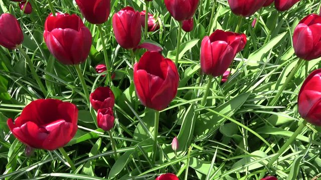 Footage of red colored flowers camera moving just over the beautiful red fresh tulips located in Lisse Keukenhof is one of the most visited dutch tourist attraction near Amsterdam 4k high resolution