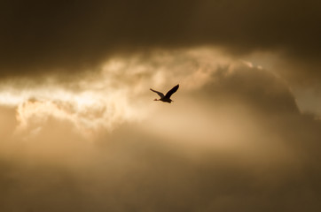 Egret flying into the sunset