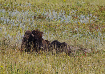 Amerikanischer Bison Büffel im National Park am grasen