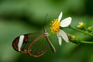 Greta Oto Butterfly