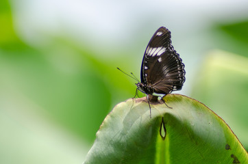 Portrait of a butterfly