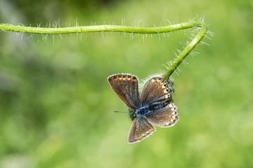 Butterfly on flower