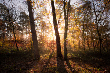 Fototapeta na wymiar Sonnendurchfluteter Wald im Herbst