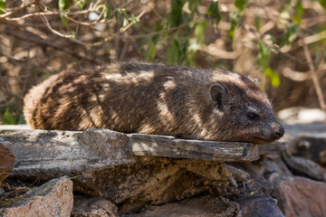 Klippschliefer oder Klippdachs (Procavia capensis)