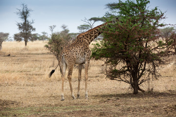 Giraffe (Giraffa)