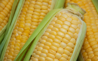 Fresh corn on the cob