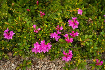 Obraz premium Rhododendrons (Rhododendron camtschaticum) bloom in a beautiful location in the mountains. Flowers in the mountains. Blooming rhododendrons in the mountains on a sunny summer day. Carpathian, Ukraine.