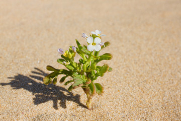 Plant sprouting in the desert Sahara. Seedling sand background. One sprout