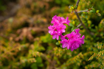 Rhododendrons (Rhododendron camtschaticum) bloom in a beautiful location in the mountains. Flowers in the mountains. Blooming rhododendrons in the mountains on a sunny summer day. Carpathian, Ukraine.