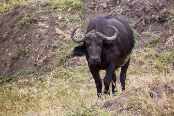 Kaffernb&uuml;ffel (Syncerus caffer)