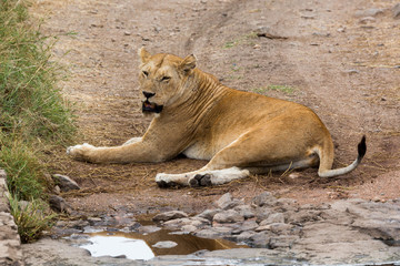Löwe - Panthera leo