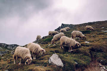 Sheeps on the mountain
