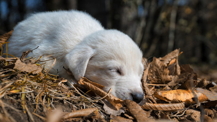  white puppy sleeping in autumn forest