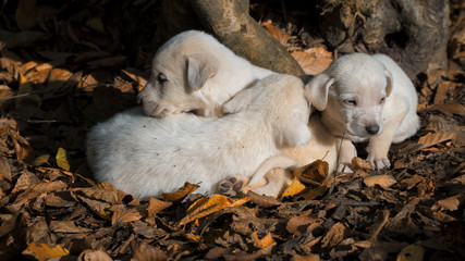  white puppy sleeping in autumn forest