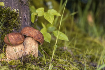two porcini myshrooms in forest