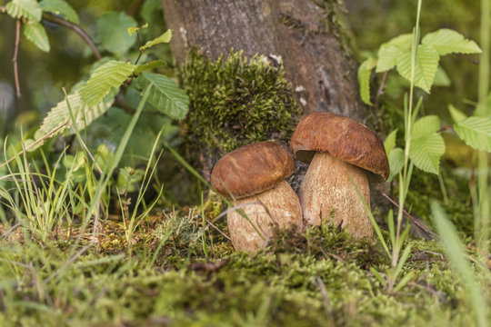 two porcini myshrooms in forest