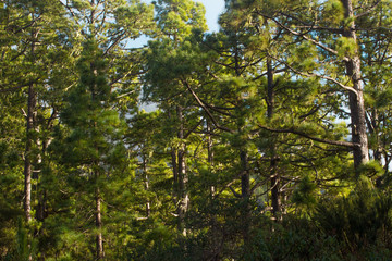 Obraz premium Pine forest, lush green trees. Sustainable clear ecosystem. Pinus canariensis, Canary Islands, Tenerife