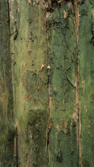 painted old wooden wall. green background