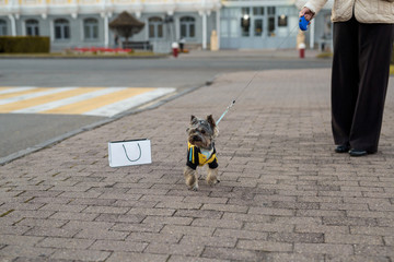 the little Yorkshire Terrier on the walk