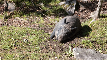 Parc omega montebello