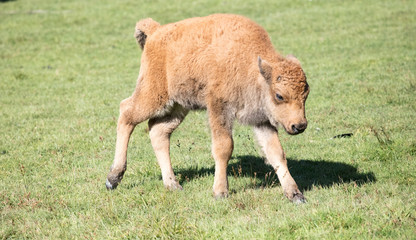 Fototapeta premium baby bison