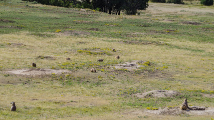 amerikanisches Murmeltier ruht in seinem Nest, während andere Murmeltiere die Umgebung kontrollieren