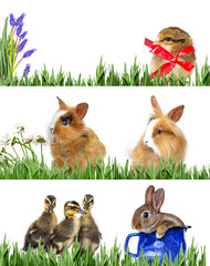 spring animals in grass - spring banners