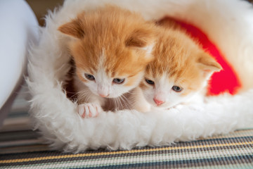 ginger kitten in santa hat against the background of a Christmas tree