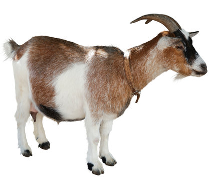Goat standing isolated