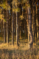 Beautiful Golden sunset in a pine forest