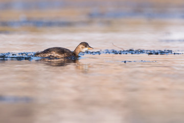 Fototapeta premium Schwimmender Zwergtaucher zwischen Eisschollen im Winter