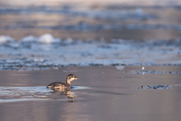 Schwimmender Zwergtaucher zwischen Eisschollen im Winter