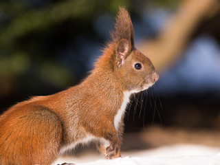 Eichhörnchen Portrait im Winter