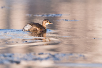 Schwimmender Zwergtaucher zwischen Eisschollen im Winter