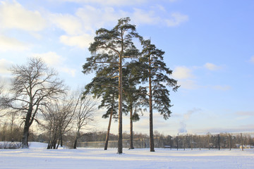 Winter landscape. Frosty high pine winter trees in winter forest and houses on the background. Sunny winter landscape scene, winter forest with pine trees covered with winter frost.