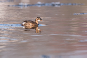 Schwimmender Zwergtaucher zwischen Eisschollen im Winter