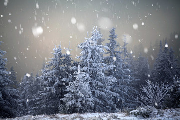 Obraz premium Trees covered with hoarfrost and snow in winter mountains - Christmas snowy backgroundic holiday background