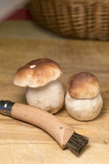 The white autumn Boletus 