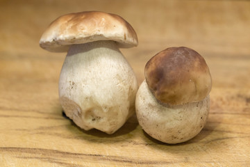 The white autumn Boletus 