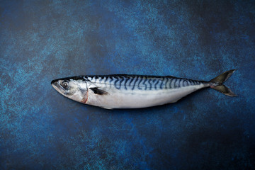 Raw mackerel fish with ingredients for cooking on a blue concrete or stone background. Selective focus. Top view. - obrazy, fototapety, plakaty