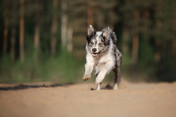 Dog border collie jumping for a toy, disk