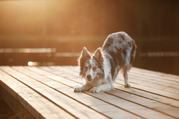 Dog border collie at sunset on the wooden pier